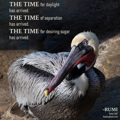 Untitled-369-1200-x-1200-w-saying
